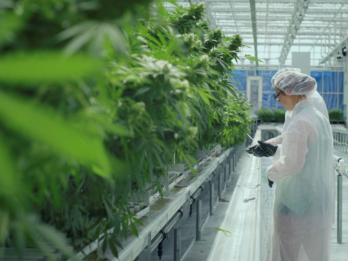 Foto: Laboratorio de cultivo en Canadá, donde el cannabis es legal tanto para el uso medicional como recreativo. (Reuters)