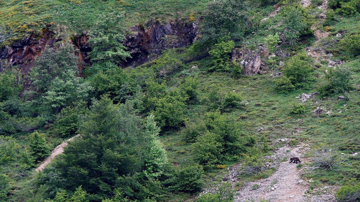Efectivos del Principado de Asturias analizan los restos de un oso pardo en Somiedo