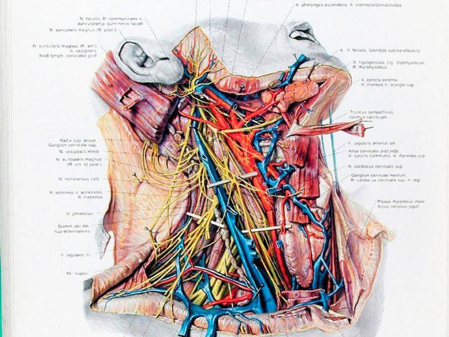 Dibujo del 'Atlas anatómico' de Pernkopf. (Franz Batke)