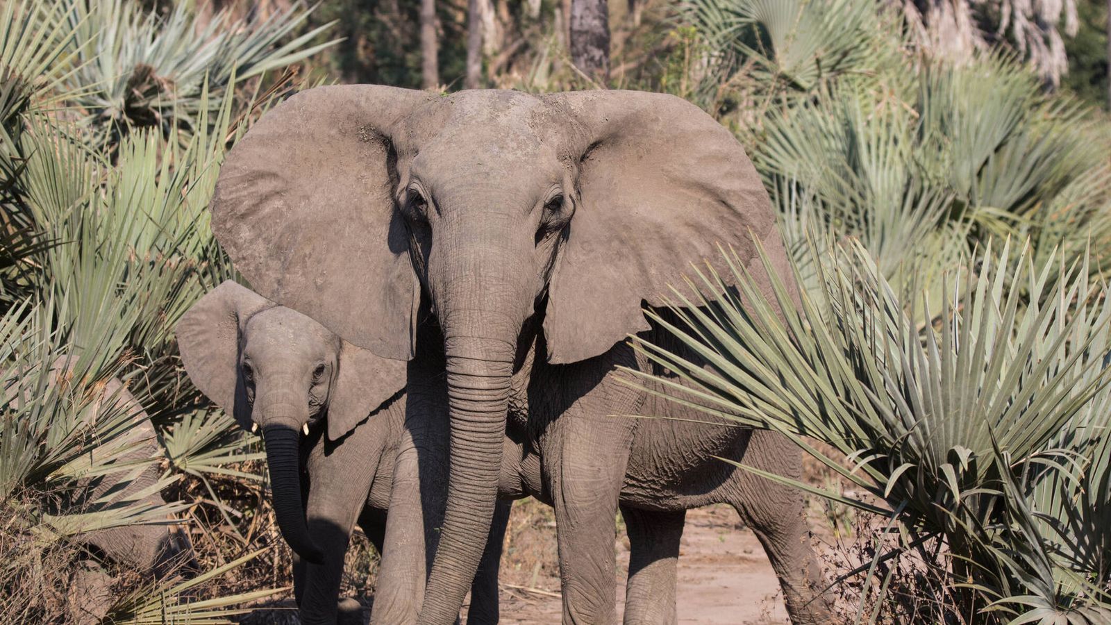 Elefantes en Gorongosa, Mozambique. (Reuters)