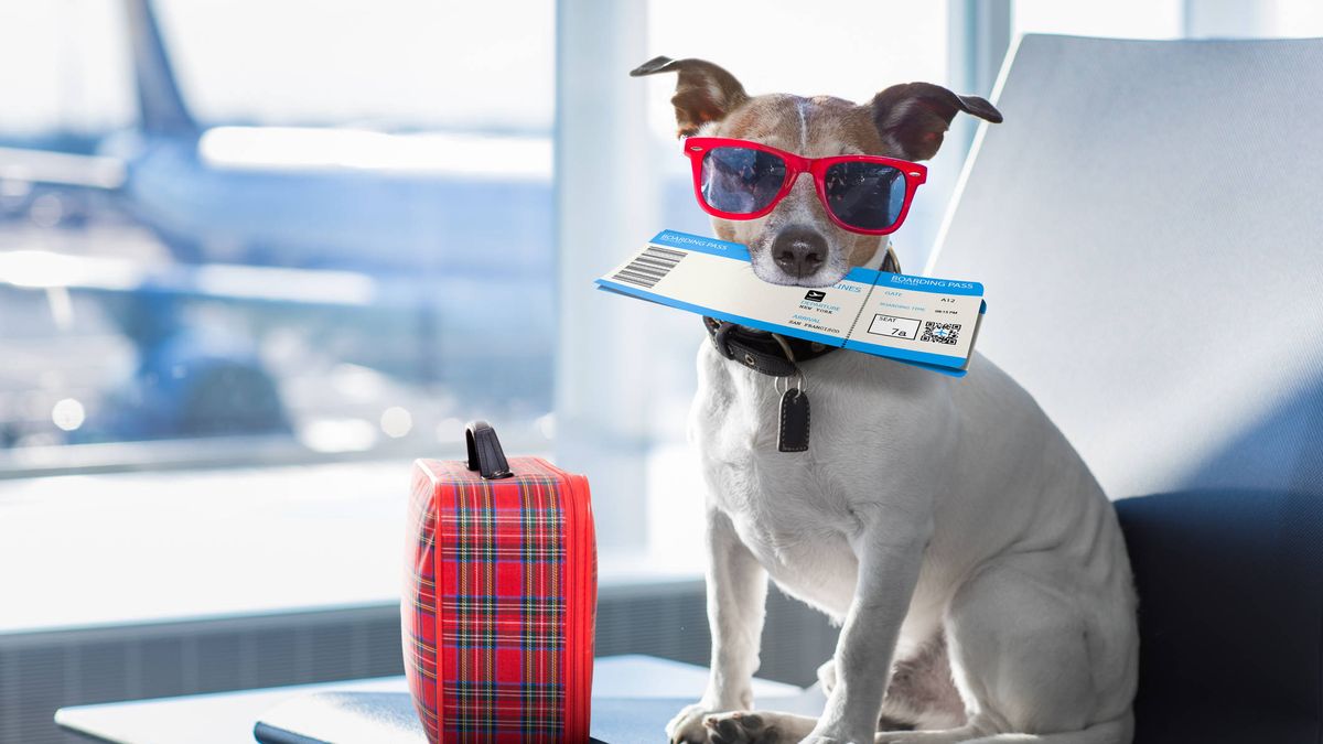 Las claves para irte de vacaciones con el perro