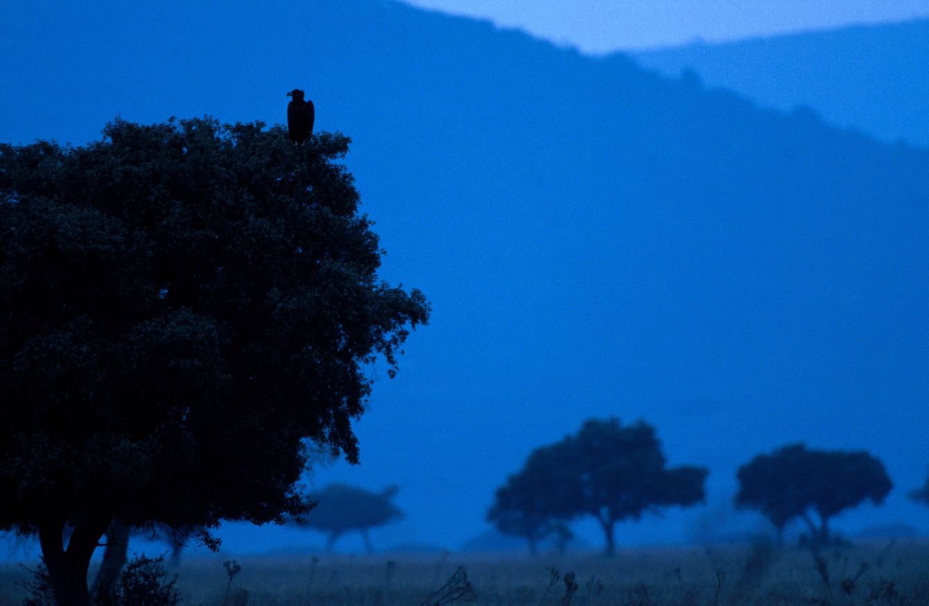 Un buitre negro sobre una rama de una encina. (Andoni Canela)