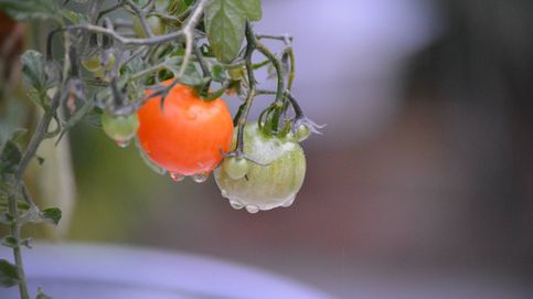 ¿Dolor de rodillas? El tomate y otros falsos mitos de alimentos 'enemigos'