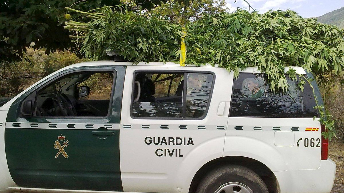 Hallan 5.960 plantas de cannabis sativa y 64 kilos de marihuana en algunos municipios de Granada
