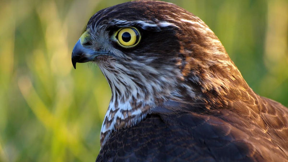 La caza furtiva de aves aún es un grave problema en España
