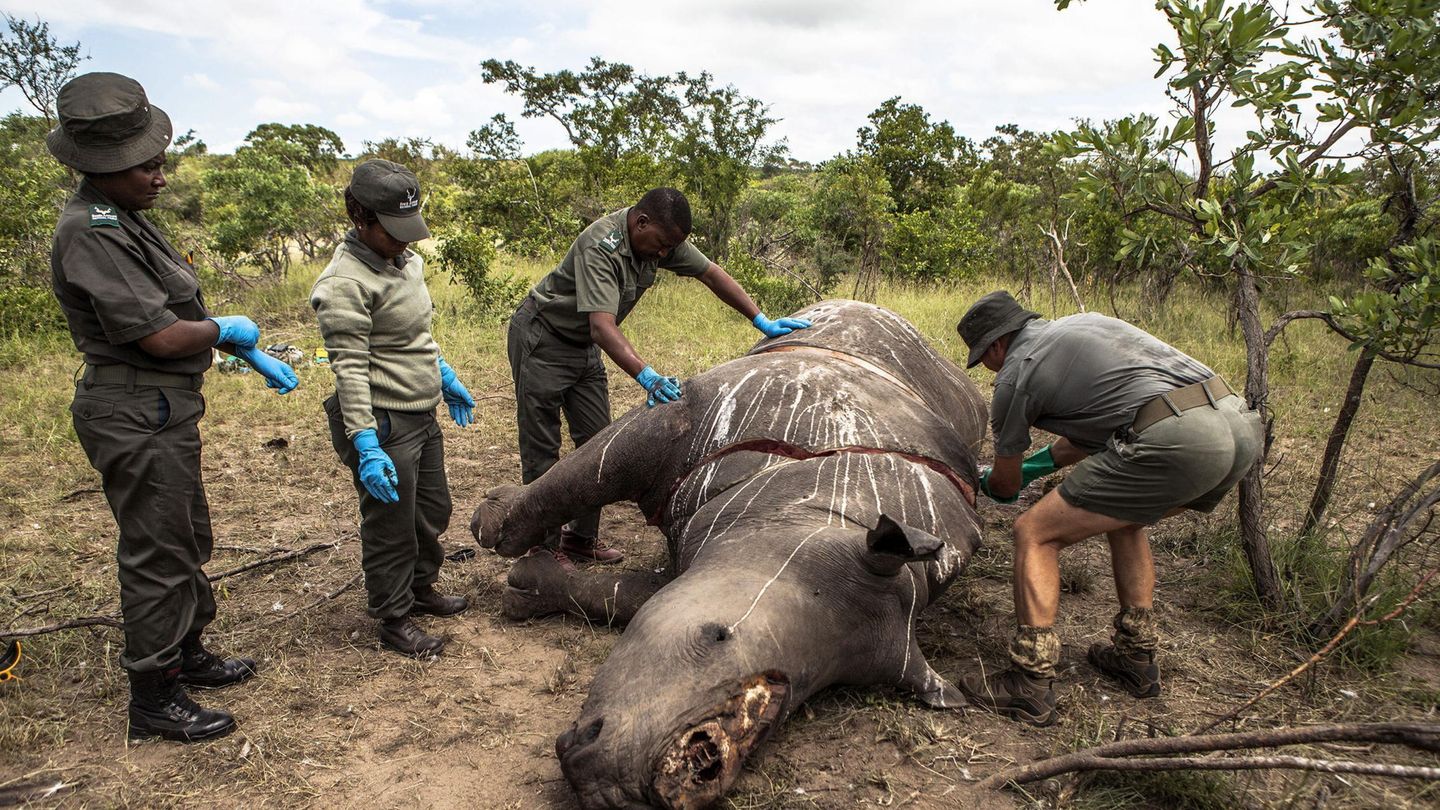 Rinoceronte abatido por los cazadores furtivos (EFE)