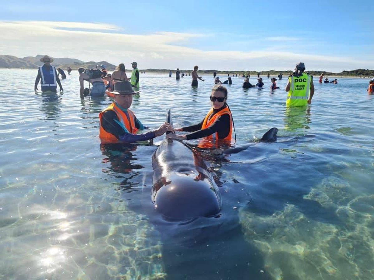 Foto: Voluntarios socorren a una de las ballenas varadas. (Project Jonah)