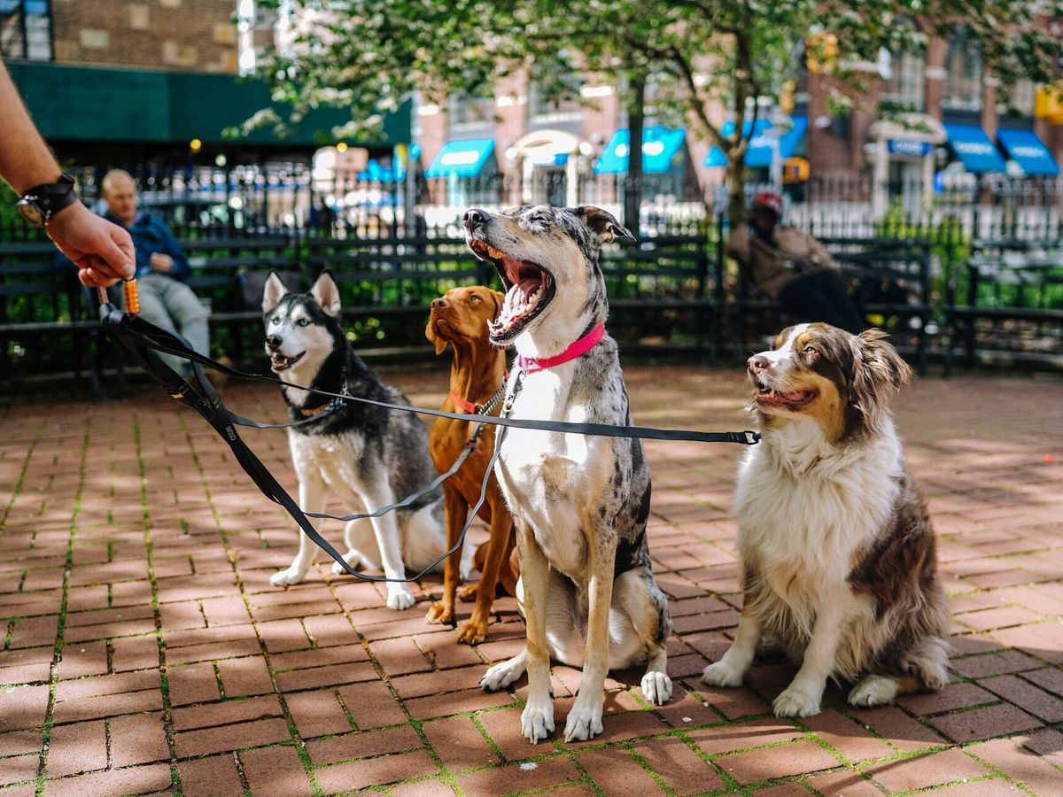 Foto: En el estudio han participado razas de perros muy diferentes (Unsplash/Matt Nelson)