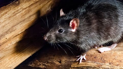 Las ratas salvarán personas en los terremotos