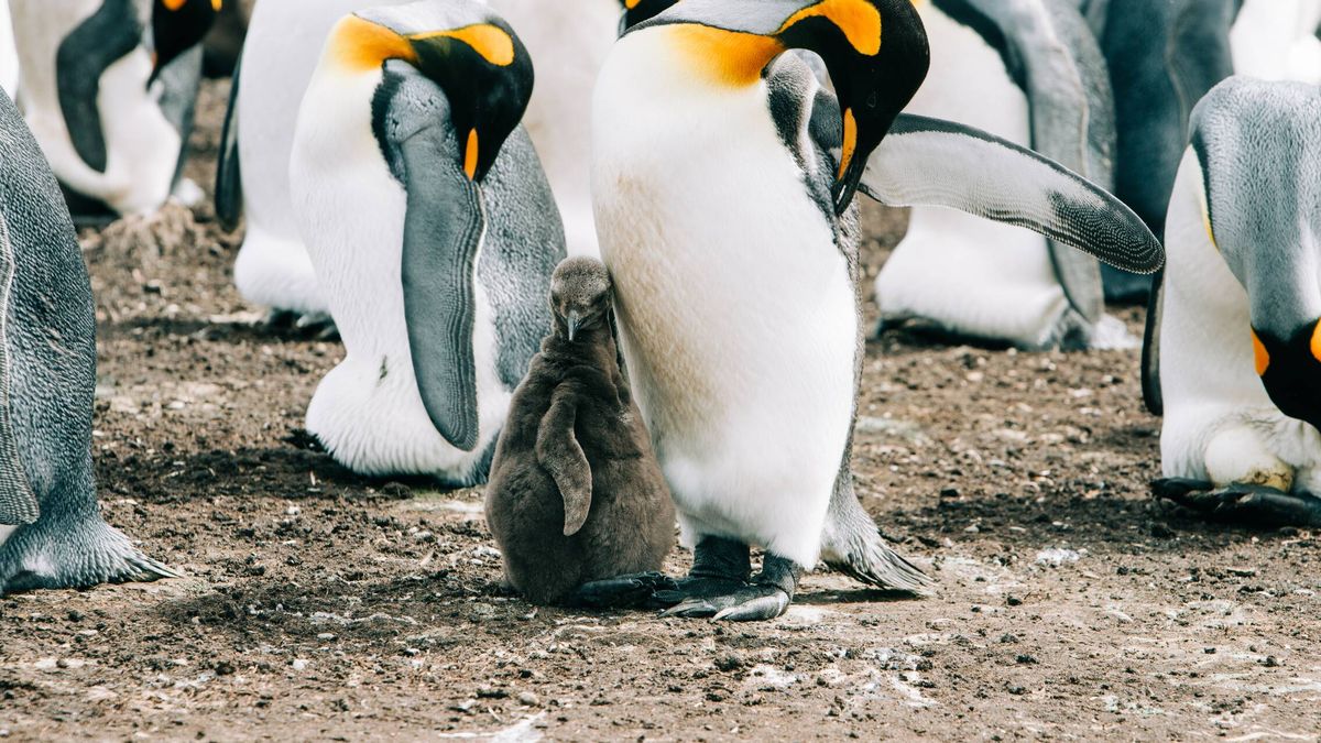 El pingüino emperador, en grave riesgo de extinción por el cambio climático 