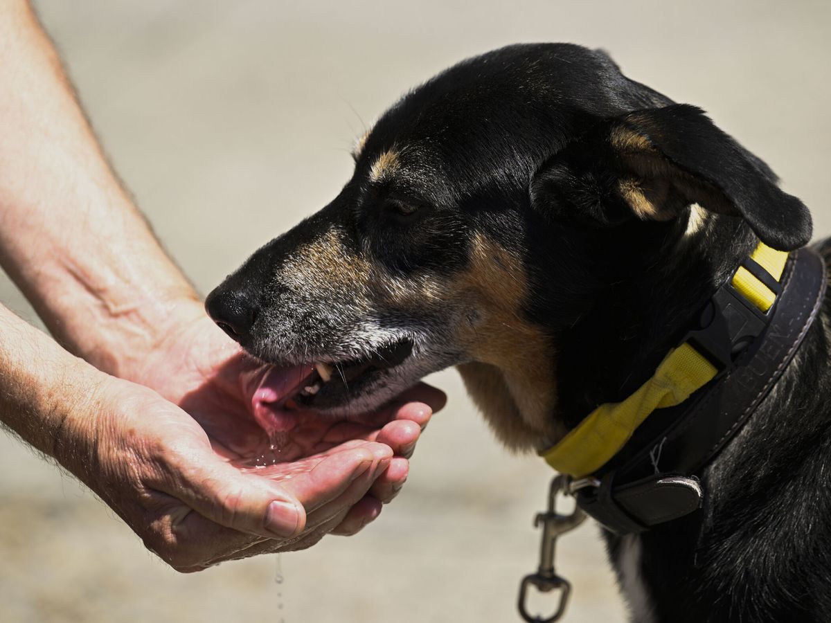 Foto: Un hombre alivia el calor a su perro y le da de beber en sus manos. (EFE Eloy Alonso)
