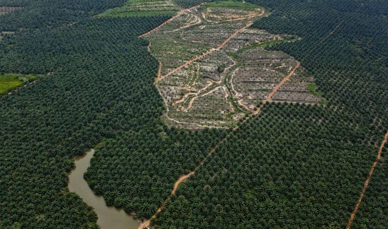 Plantación masiva de palma aceitera en Kalimantan. (Greenpeace/Ulet Ifansasti)