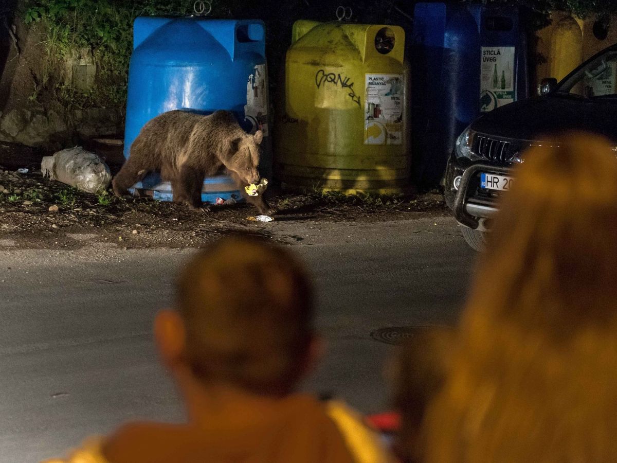 Foto: Unos vecinos observan a un oso en Baile Tusnad. (EFE/Nandor Veres)