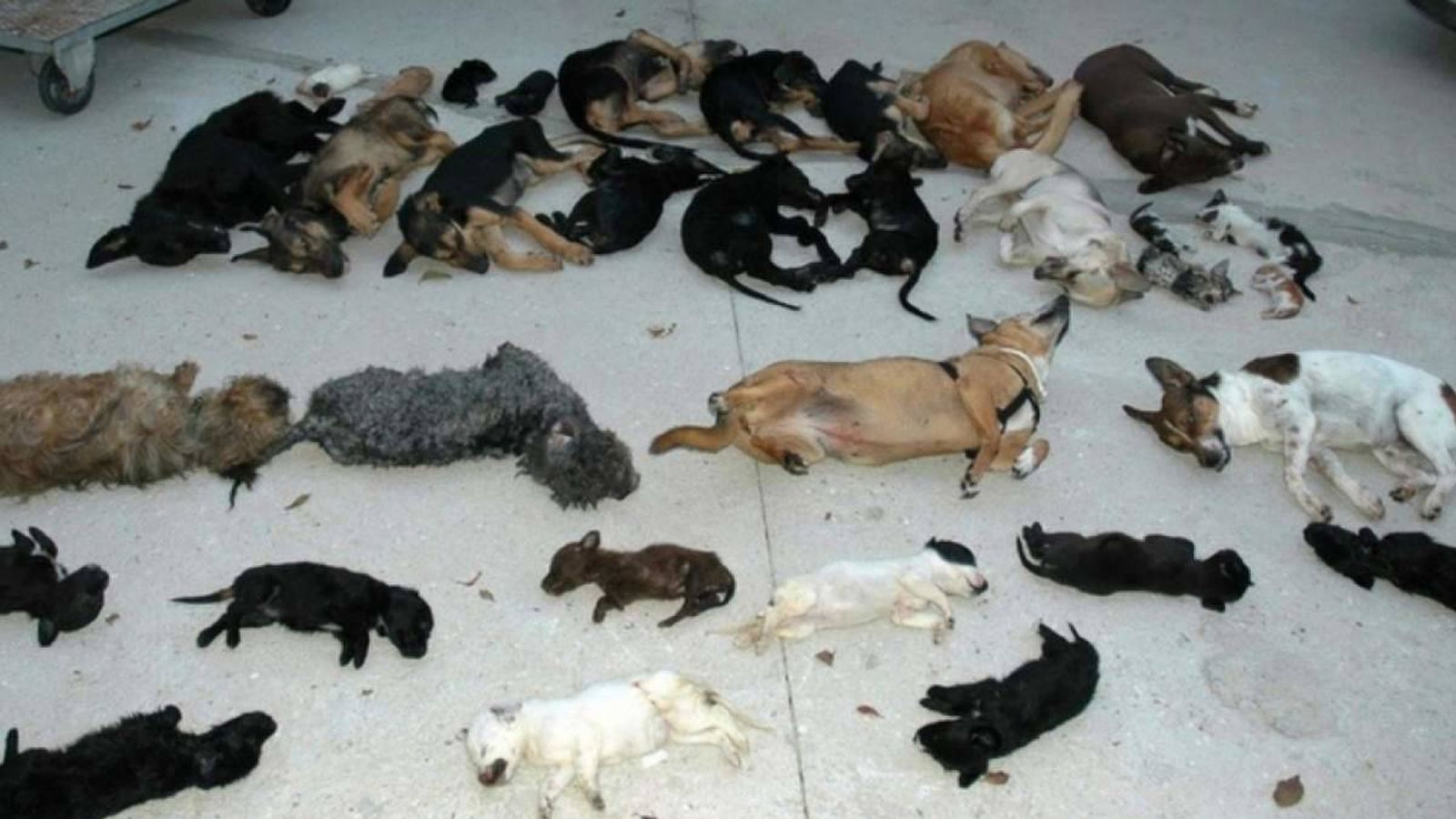 Foto: Cadávares de algunos de los animales encontrados en la perrera. 