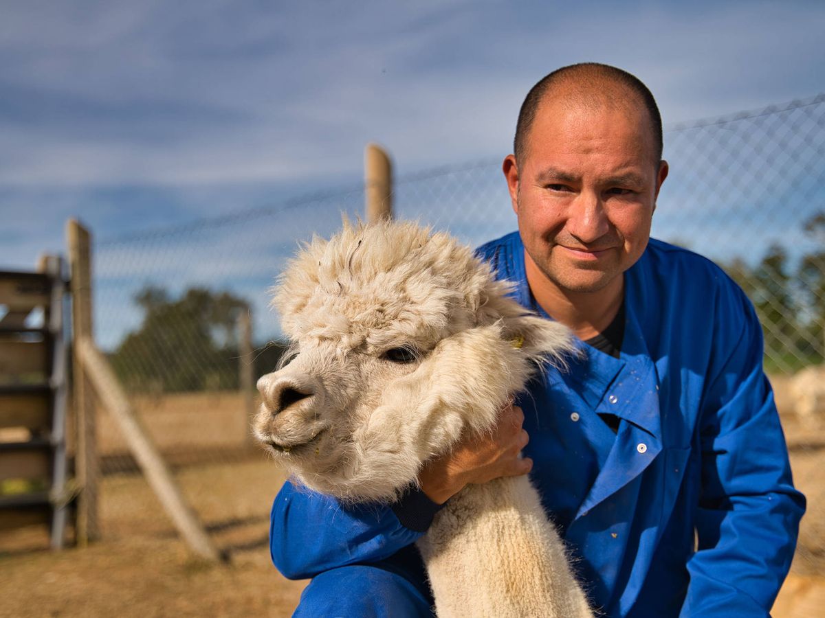 Foto: El doctor Alejandro Rojas, junto a una alpaca. (Imagen de Chile)