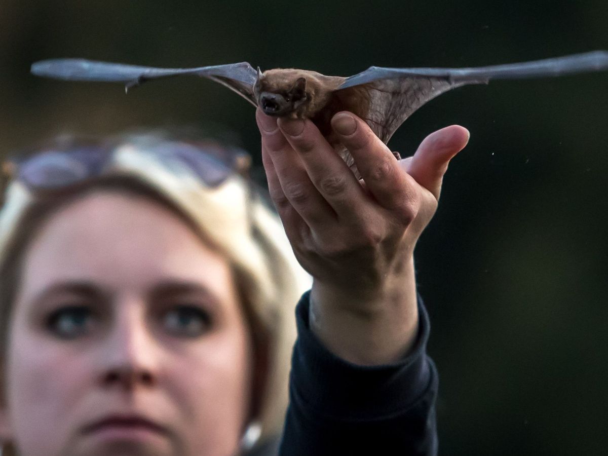 Foto: Un rescatista de animales suelta a un murciélago en Praga. (EFE)