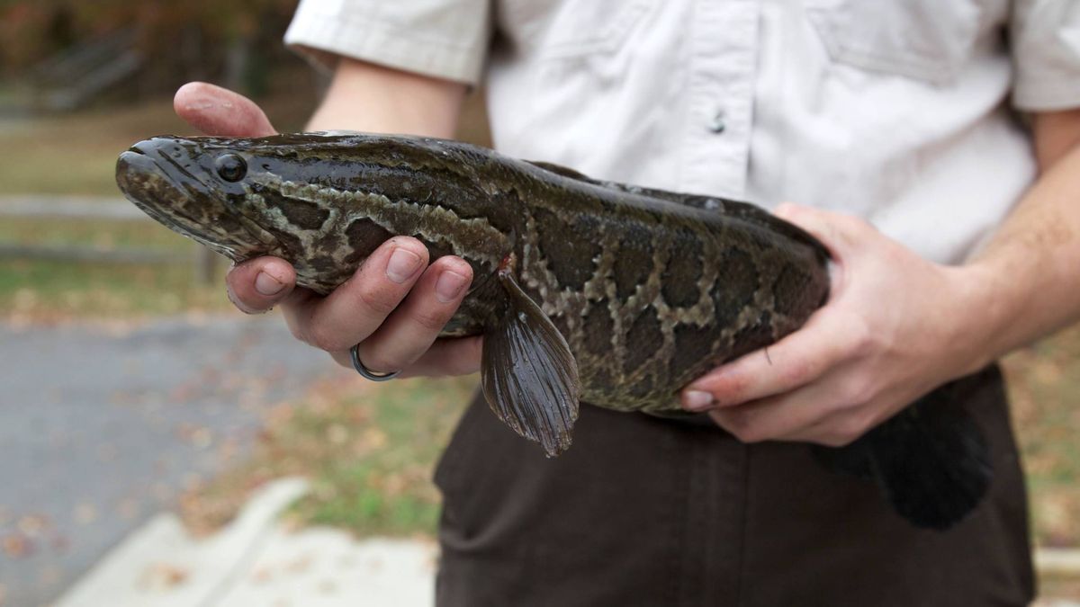 Cabeza de Serpiente, el pez que respira fuera del agua y al que temen los expertos