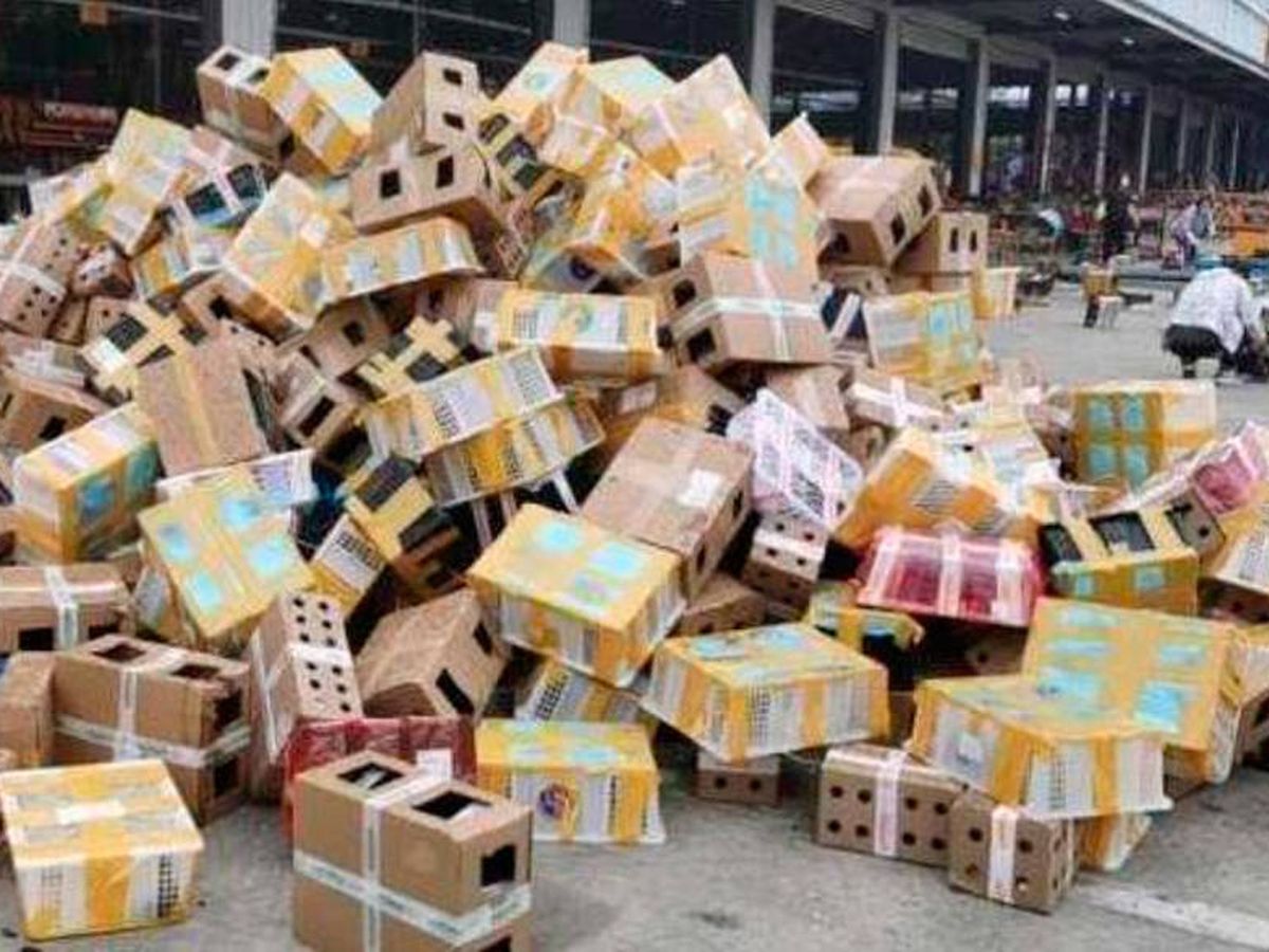 Foto: Los animales estaban empaquetados en cajas listos para ser enviados (ONG Utopia)