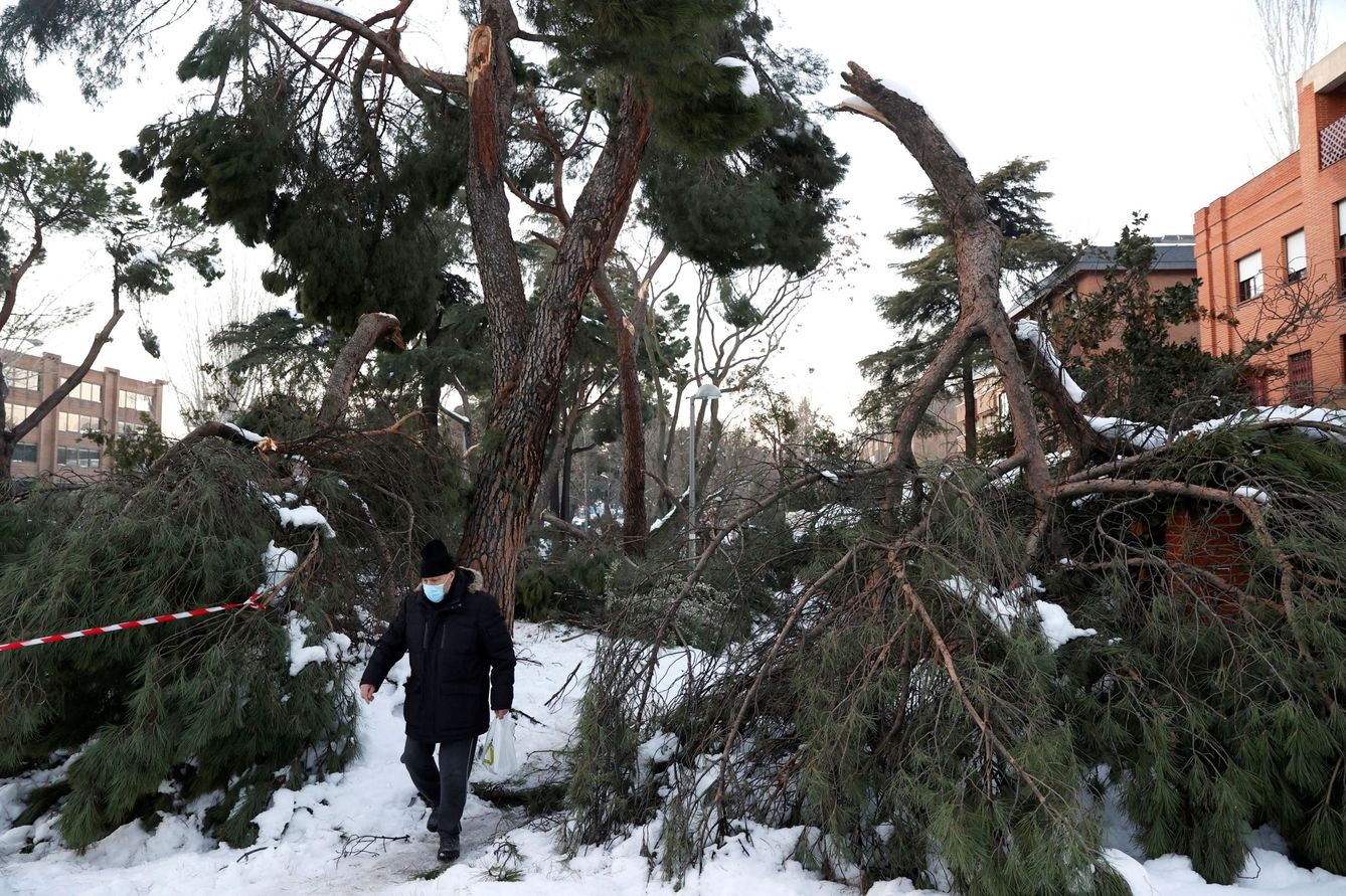 Un hombre camina junto a varios árboles caídos como consecuencia de la nevada provocada por la borrasca Filomena, este miércoles en la calle de Arturo Soria en Madrid(EFE / Chema Moya)