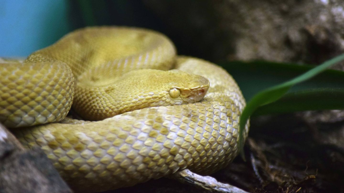 Botrophs Insularis, una de las especies de serpiente más venenosas del mundo. (CC)