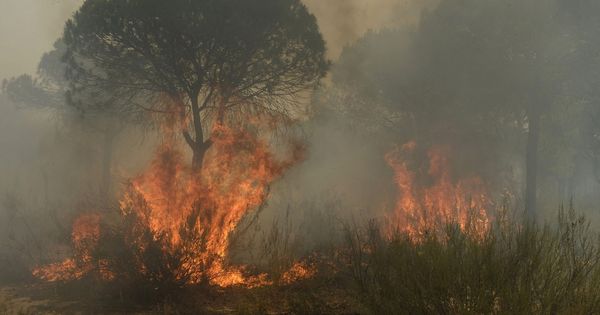Foto: Más de 260 efectivos por tierra y 20 medios aéreos trabajan en extinguir el fuego en las inmediaciones del Parque Nacional de Doñana. (EFE)