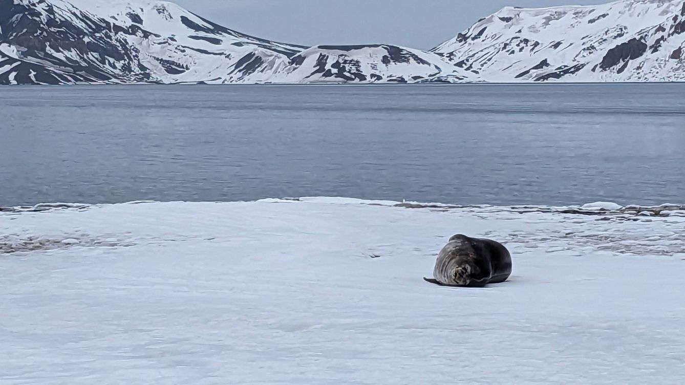Foto: Una foca, descansando tranquilamente en la isla Melchior, en la Antártida. (Alicia Alamillos)