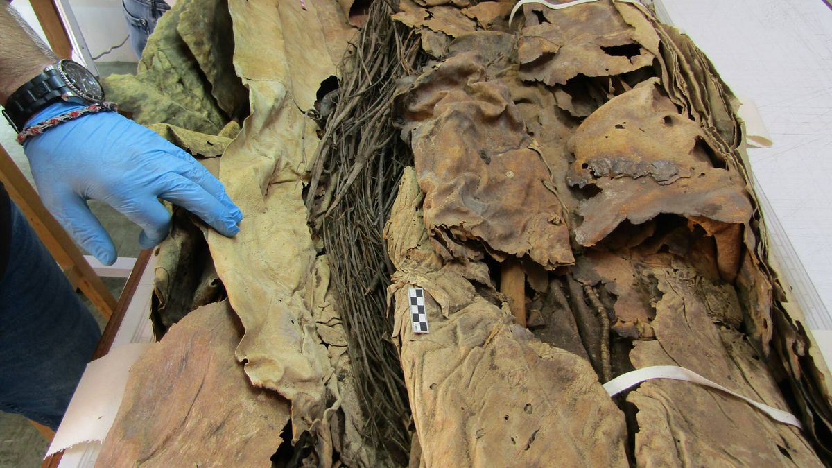 Estas momias canarias guardan un secreto desconocido de la evolución