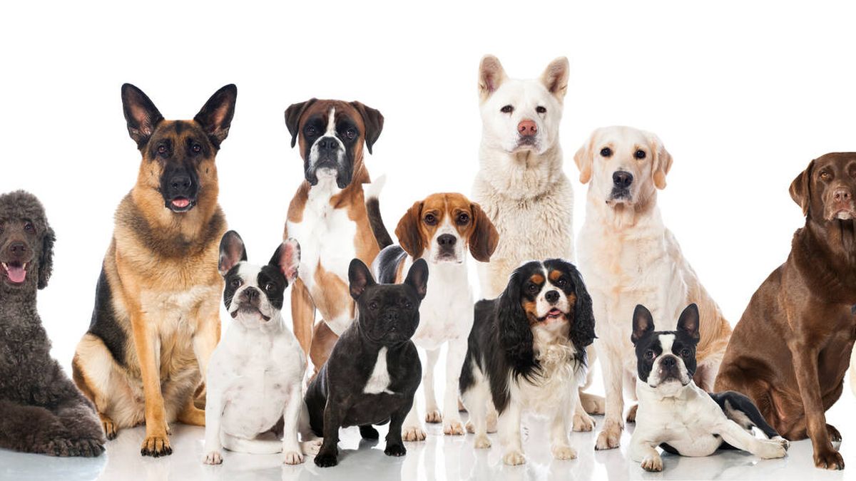 Las 5 razas de perros con mayor esperanza de vida