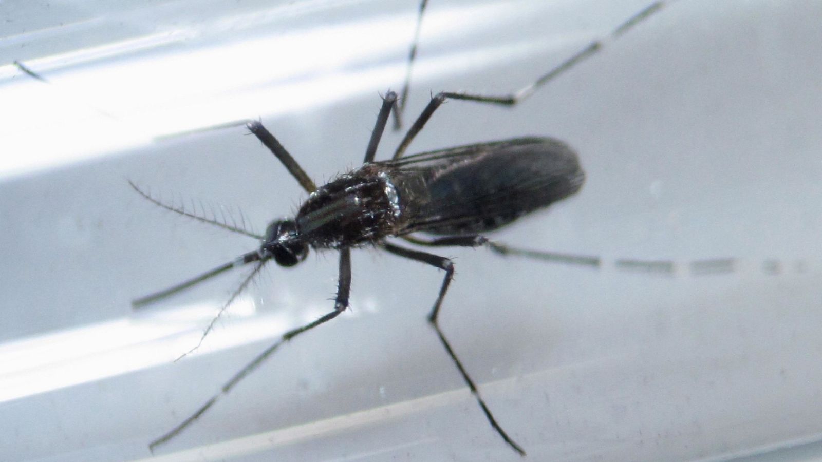 Foto: Imagen de archivo de un mosquito del género 'Aedes' en un tubo de ensayo como parte de una investigación para prevenir la expansión del virus del Zika. (Reuters)