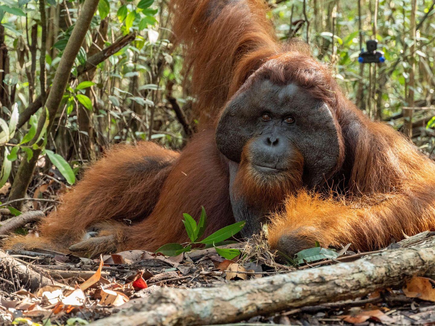 Un orangután liberado del tráfico ilegal en la isla de Java. (EFE/International Animal Rescue)
