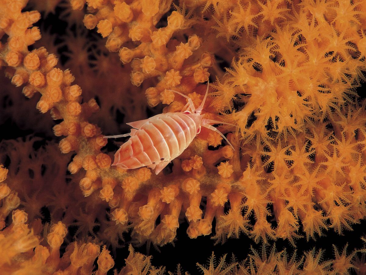 Foto: Vegetación y fauna en un fondo marino a gran profundidad (BMW Group)