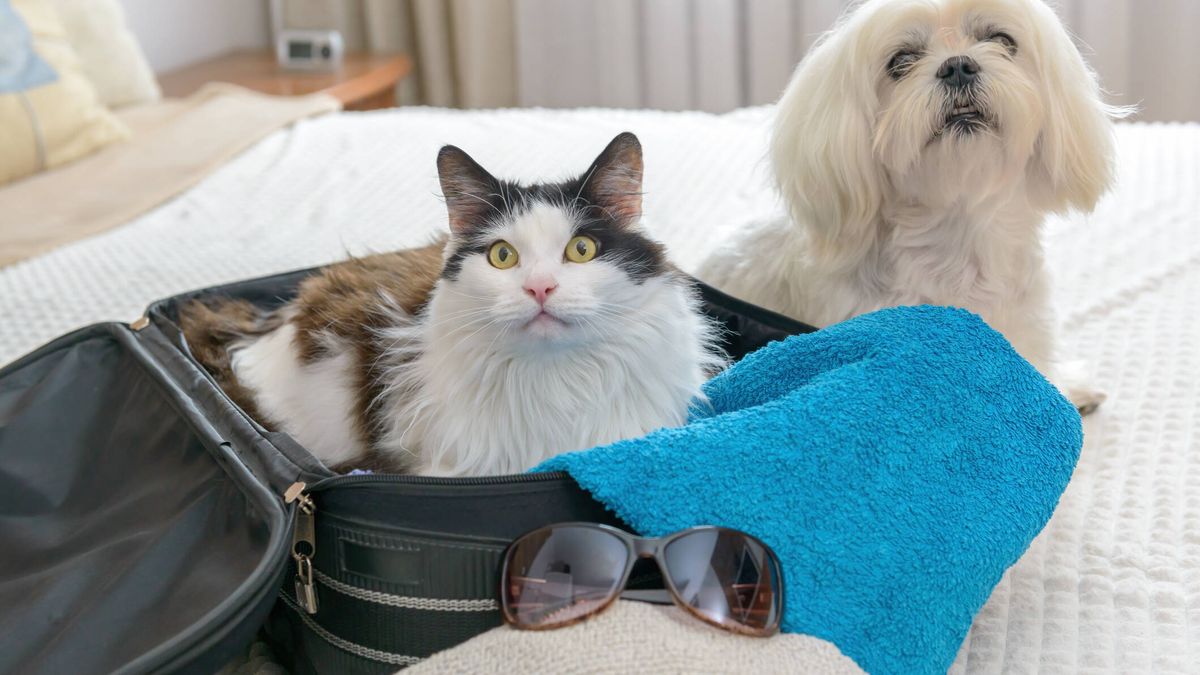Cuatro consejos para que tu mascota viaje cómoda y segura al extranjero