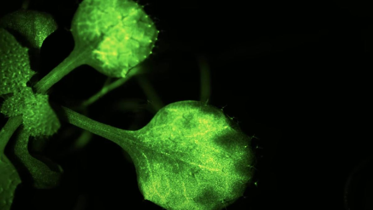Biólogos moleculares captan en vídeo cómo hablan las plantas cuando están en peligro