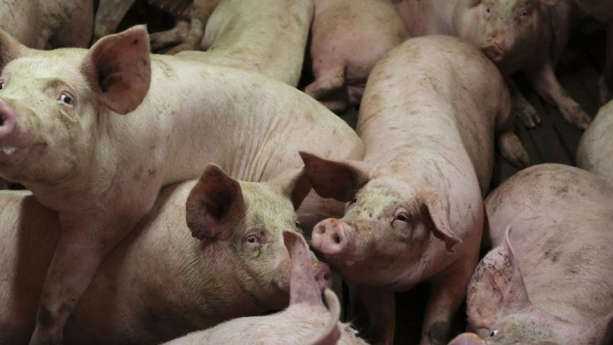 El embrión-'quimera': los cerdos que se convertirán en los donantes del futuro