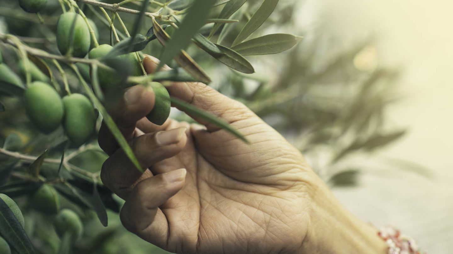 Recolección de los frutos de olivo. (iStock)