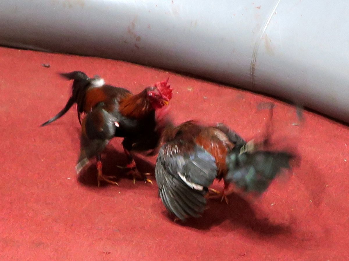 Foto: Foto de archivo de una pelea de gallos. (EFE)