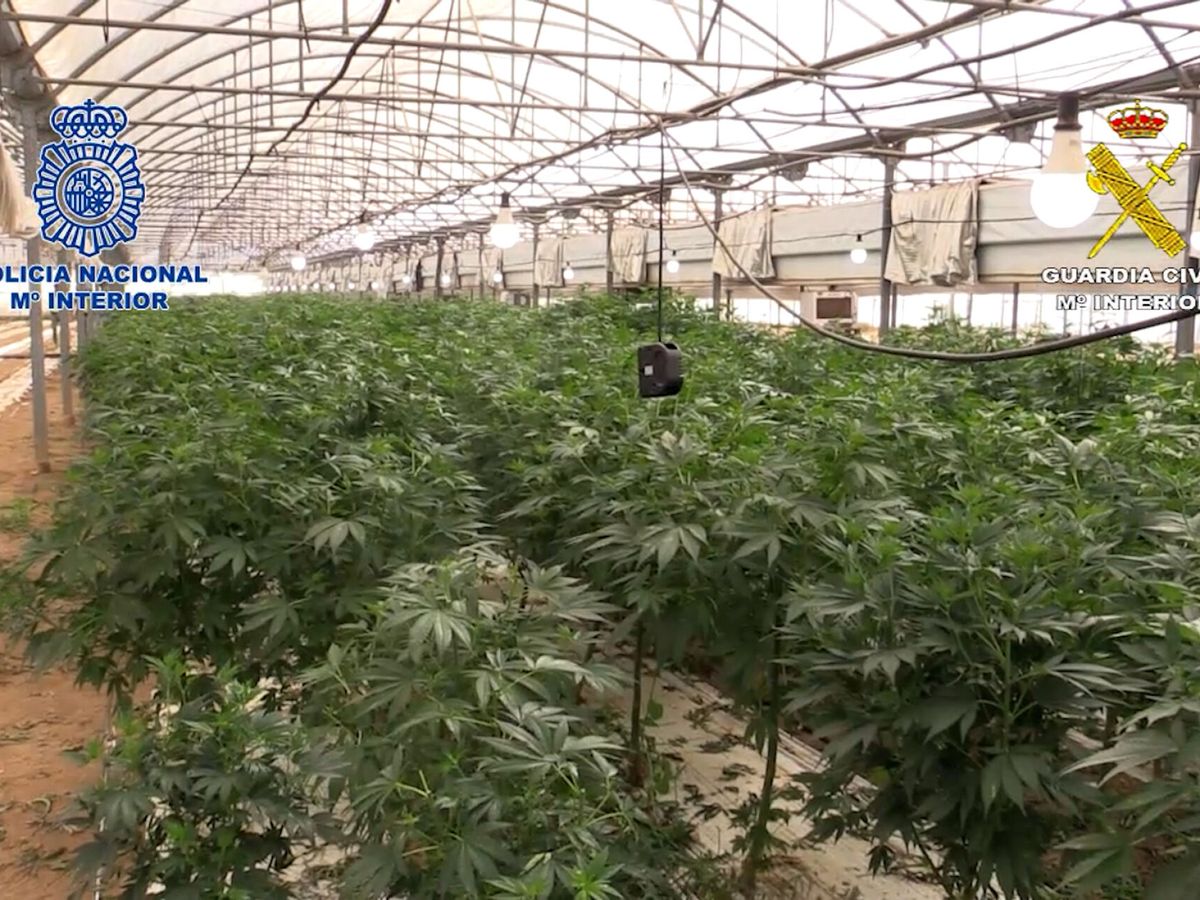 Foto: Una plantación de marihuana, en una imagen de archivo. (EFE/Guardia Civil)