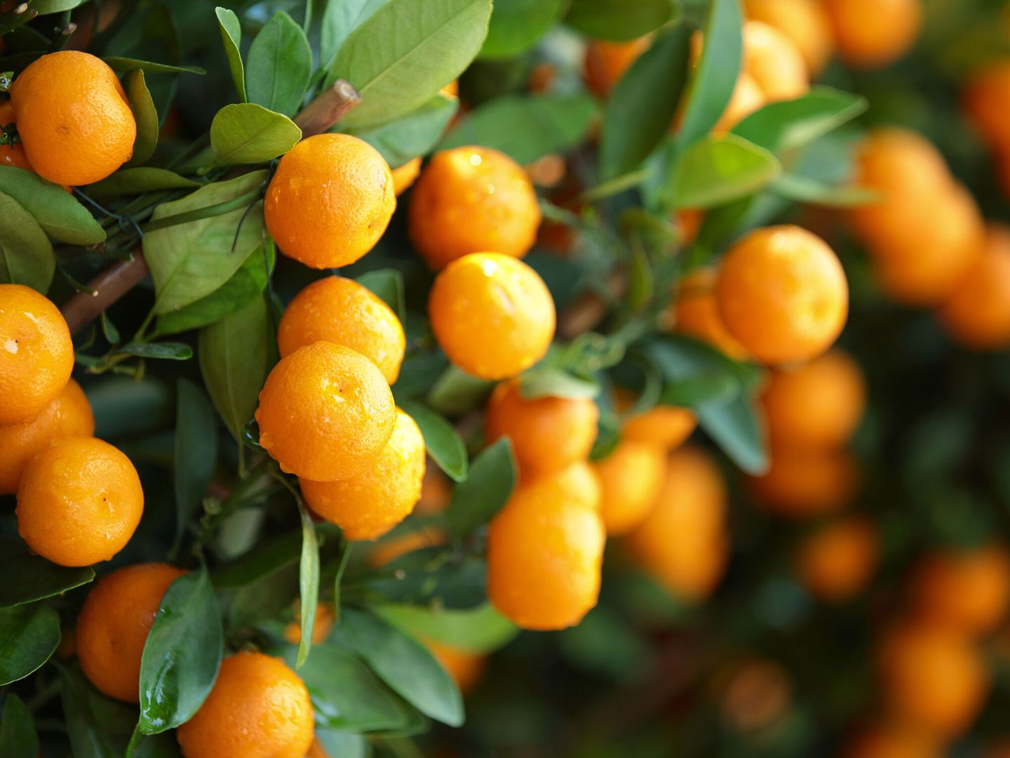 Las mandarinas son un fruto del mandarino (EFE/Li Zhongfei Sader)