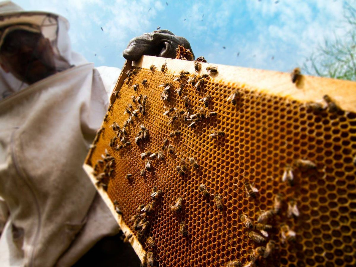 Foto: Apicultor, durante su trabajo con una colmena de abejas. (iStock/Flyparade)