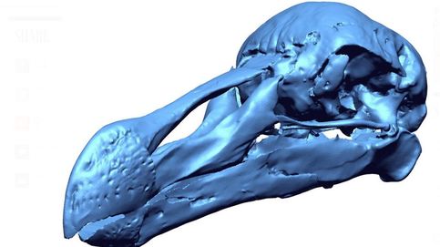 El primer atlas 3D del dodo revela cómo era este pájaro extinto