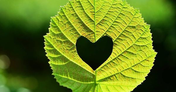 Foto: Corazón verde. (Pixabay)