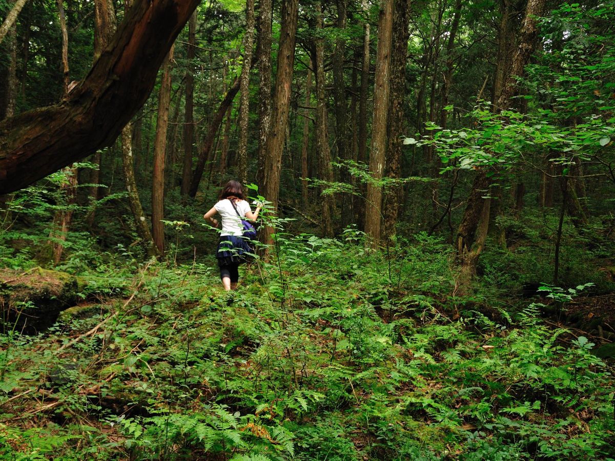 Foto: El bosque de los suicidas en Aokigahara. (CC/ajari)
