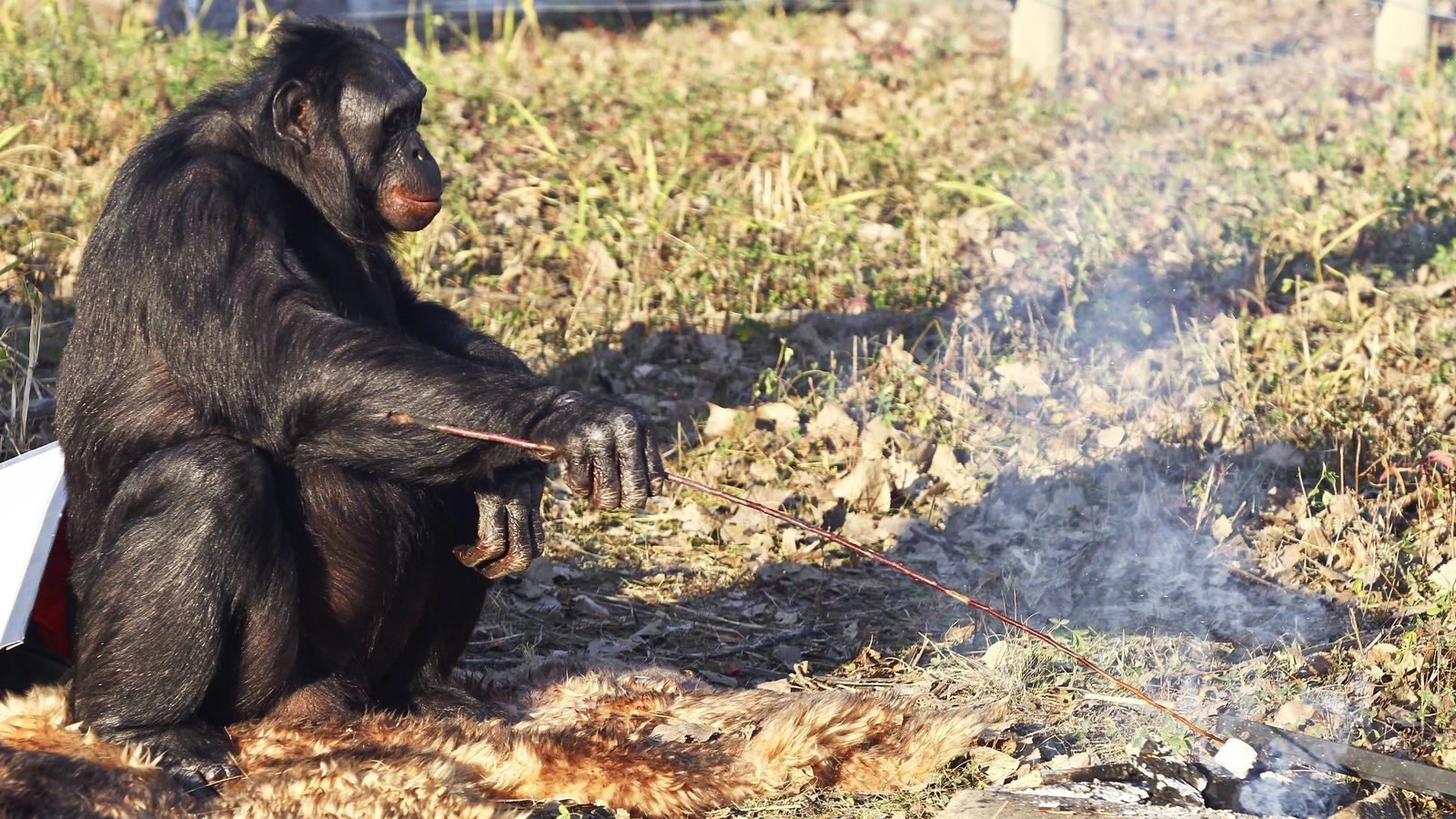 Foto: Un bonobo cocina malvaviscos frente a una hoguera