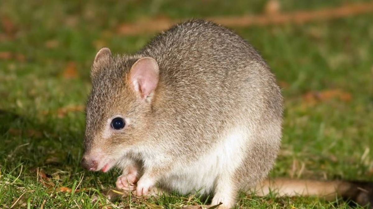 Un roedor australiano, el primer mamífero extinto por el cambio climático en el mundo