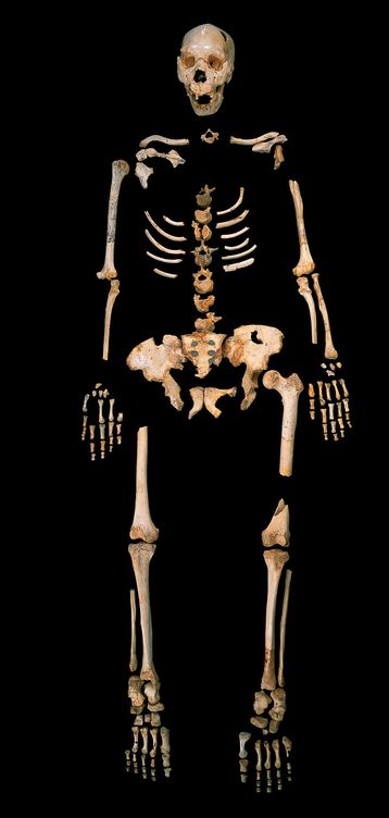 'Homo Heidelbergensis' hallado en la Sima de los Huesos