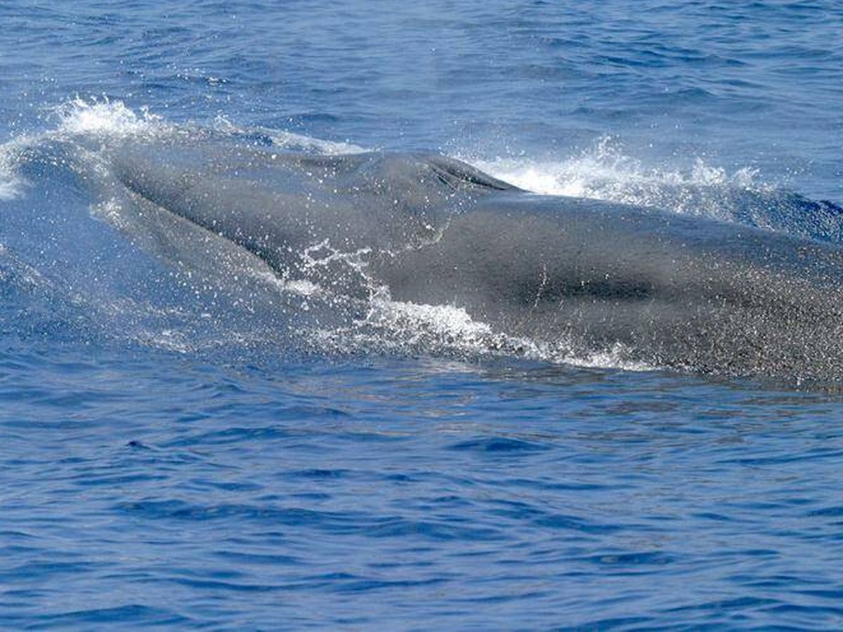 Foto: Un rorcual de Rice, un tipo de ballena catalogada como una 'nueva especie' en 2021 que está en peligro crítico de extinción. 