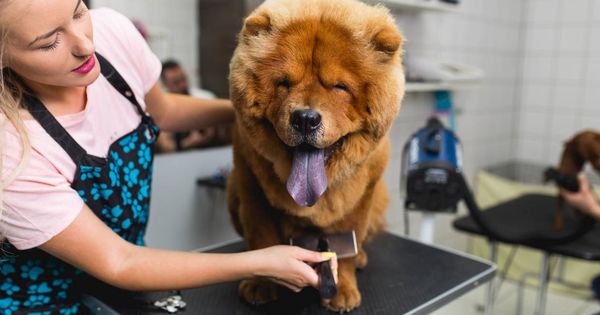 Foto: Un perro visita el veterinario (iStock)