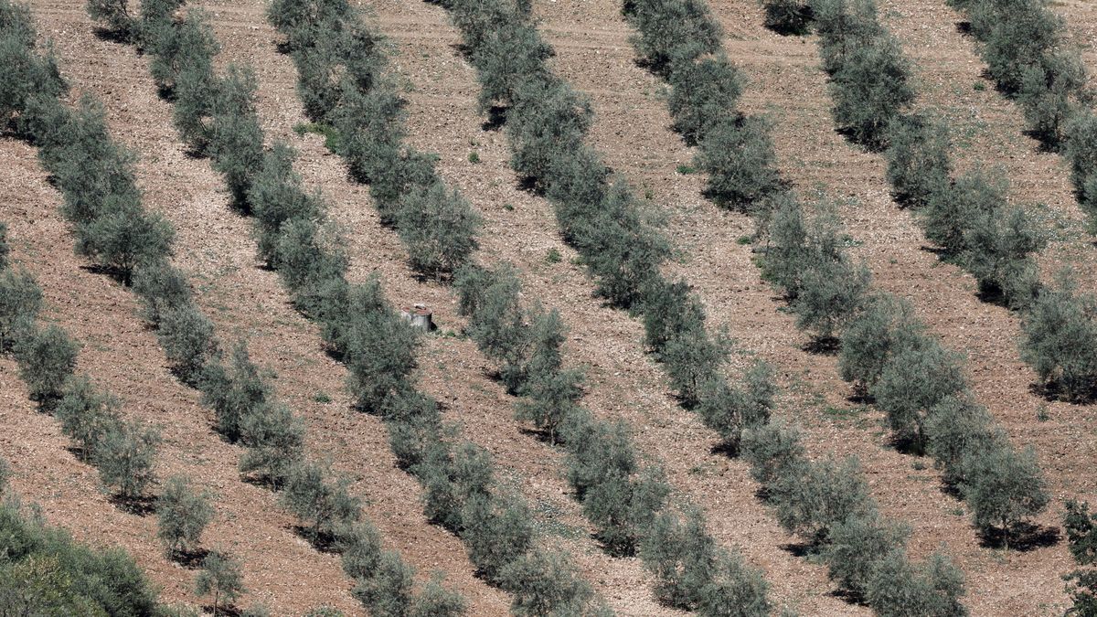 El alto precio del aceite de oliva provoca una caída récord de ventas en España del 25%
