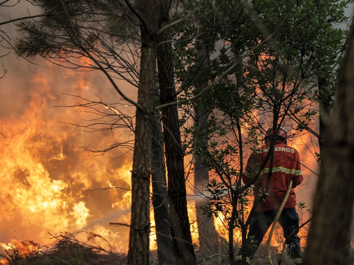 Foto: Labores de extinción en un incendio forestal. (EFE)