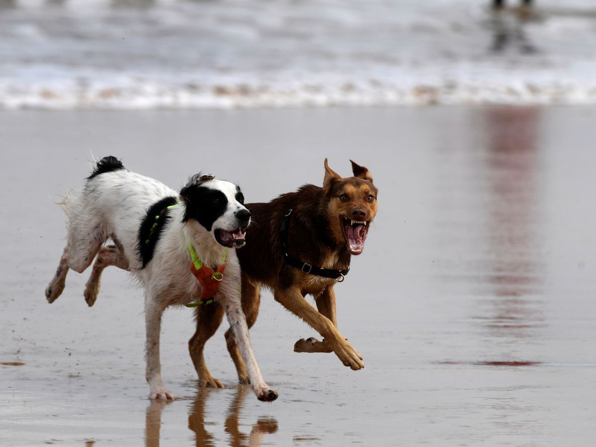 Foto: Varios perros corren por la playa de San Lorenzo de Gijón. (EFE)